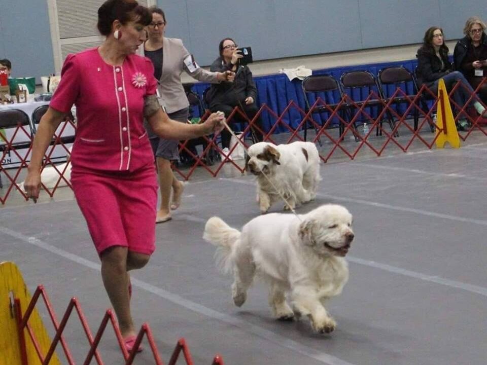 54257997_797084407314494_5398778546816548864_n