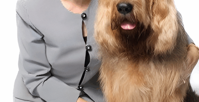 dog care consultation in Forest City NC, pet service booking Forest City, custom dog training appointment, book grooming for show dogs NC, Forest City NC dog boarding form